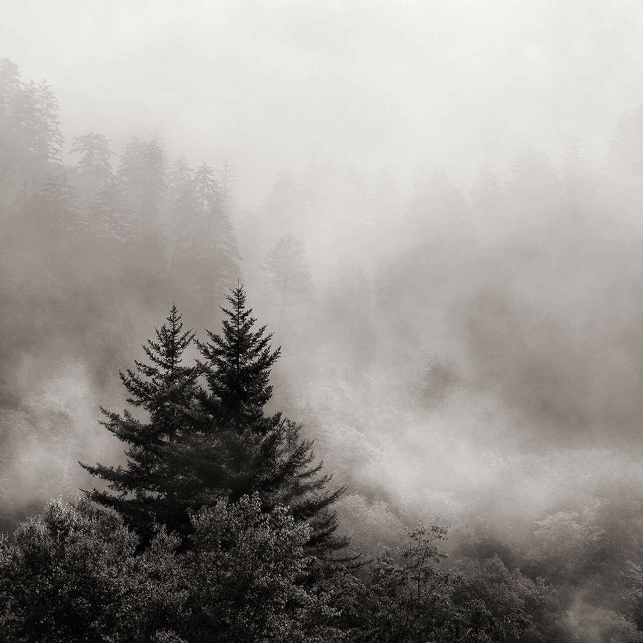 Rising Mist, Smoky Mountains Poster Print by Nicholas Bell - Item # VARPDXB3605D